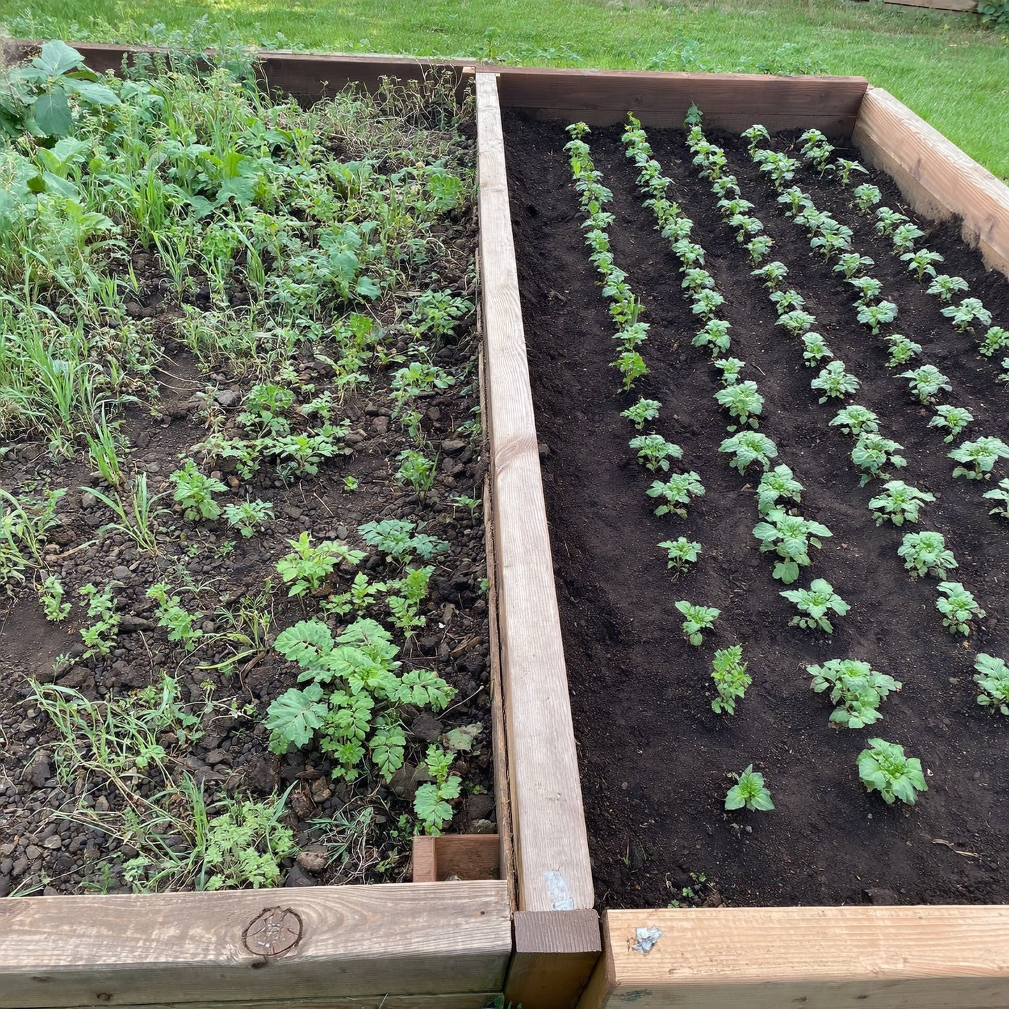 AFFOS Garden Seeding Square - Perfect Plant Spacing Tool