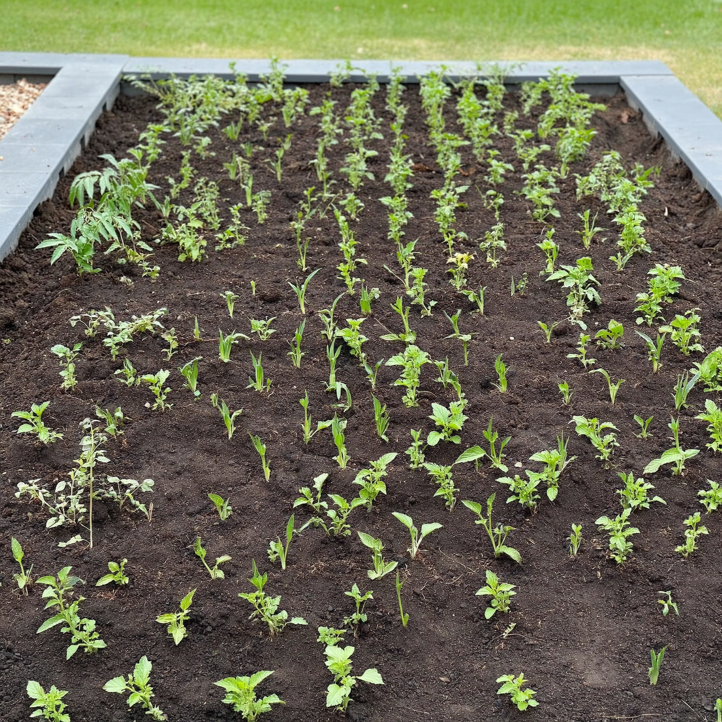 AFFOS Garden Seeding Square - Perfect Plant Spacing Tool