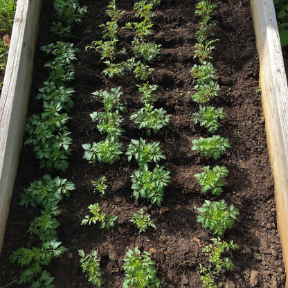 AFFOS Garden Seeding Square - Perfect Plant Spacing Tool